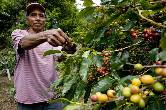 costa-rica-farmer-coffee-growing-quality
