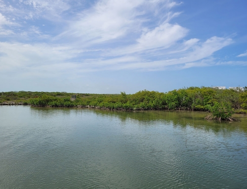 Mangrove Reforestation on Ambergris Caye – a Collaboration Between ACES and ECI